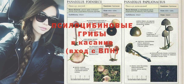 спайс Богданович